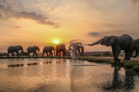 טיול ספארי פרטי עם ילדים באפריקה טיול ספארי פרטי עם ילדים באפריקה